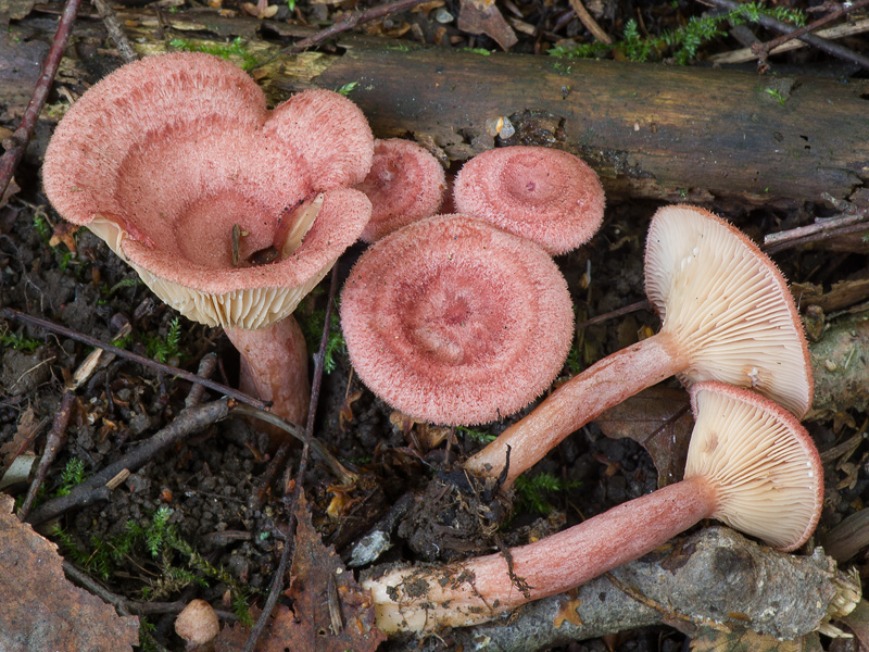 Lactarius spinosulus